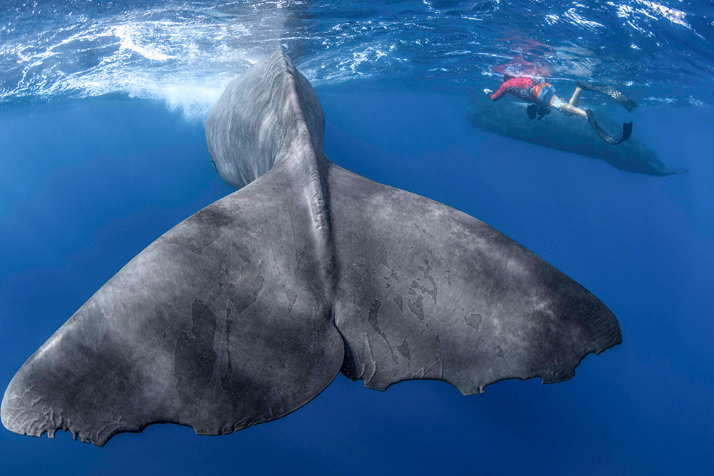 『パトリックとクジラ 6000日の絆』