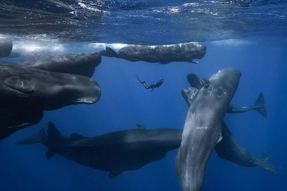 『パトリックとクジラ 6000日の絆』