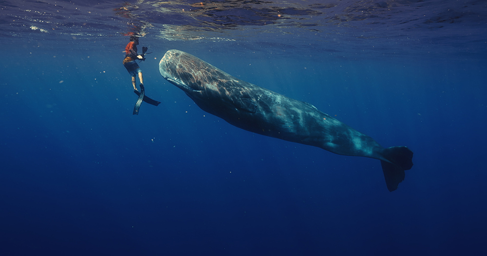 『パトリックとクジラ 6000日の絆』