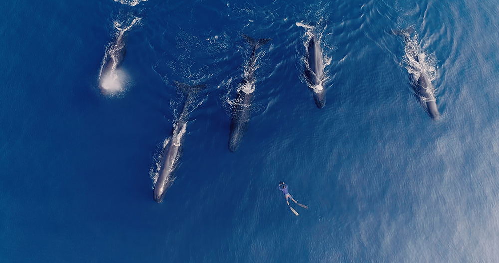 『パトリックとクジラ 6000日の絆』